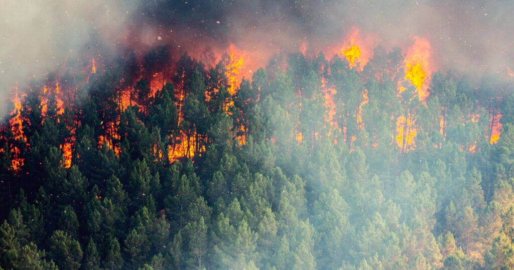 Quand l’IA devance les flammes : la technologie au service de nos forêts Quand l’IA devance les flammes : la technologie au service de nos forêts