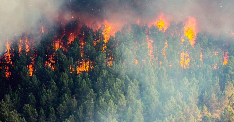 Quand l’IA devance les flammes : la technologie au service de nos forêts